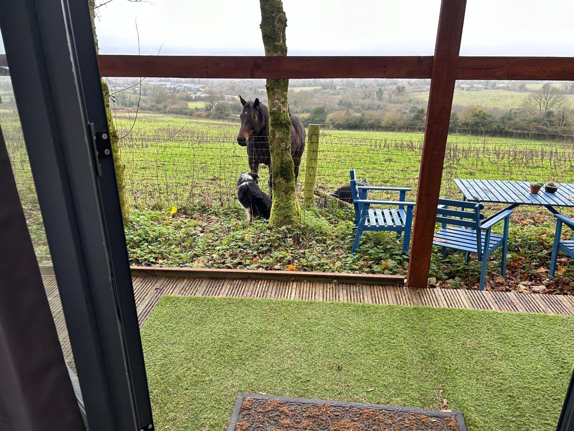 Sky Gazer In The Woods Vakantiehuis Dublin